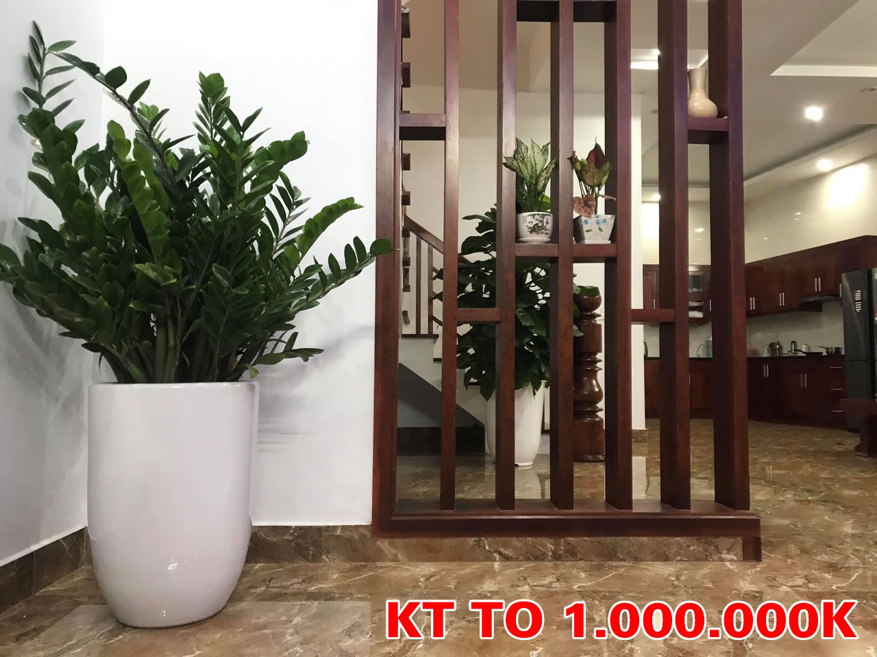 Cây kim ngân tiền phát tài TP Vinh Nghệ An